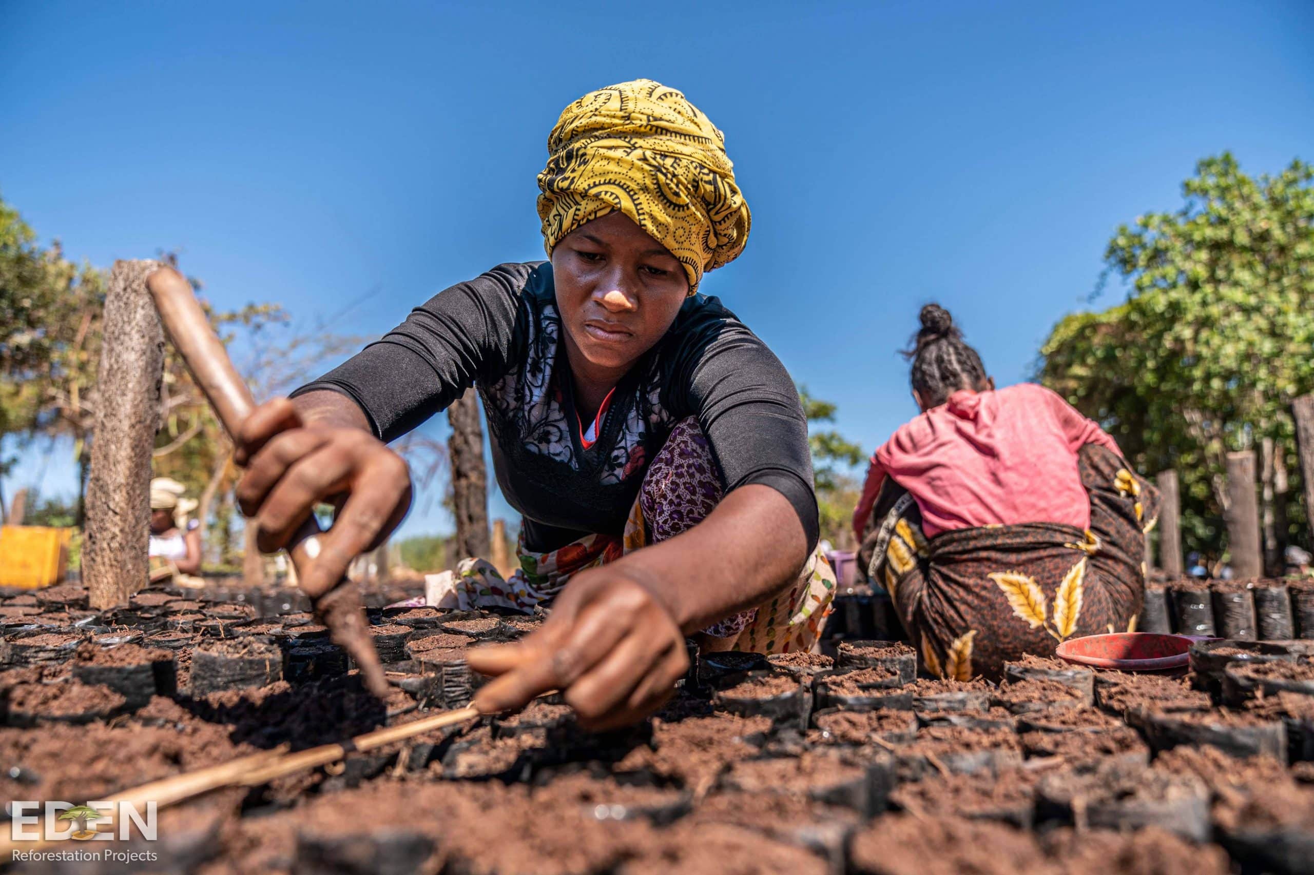 Preparing saplings in Madagascar Antsanita scaled