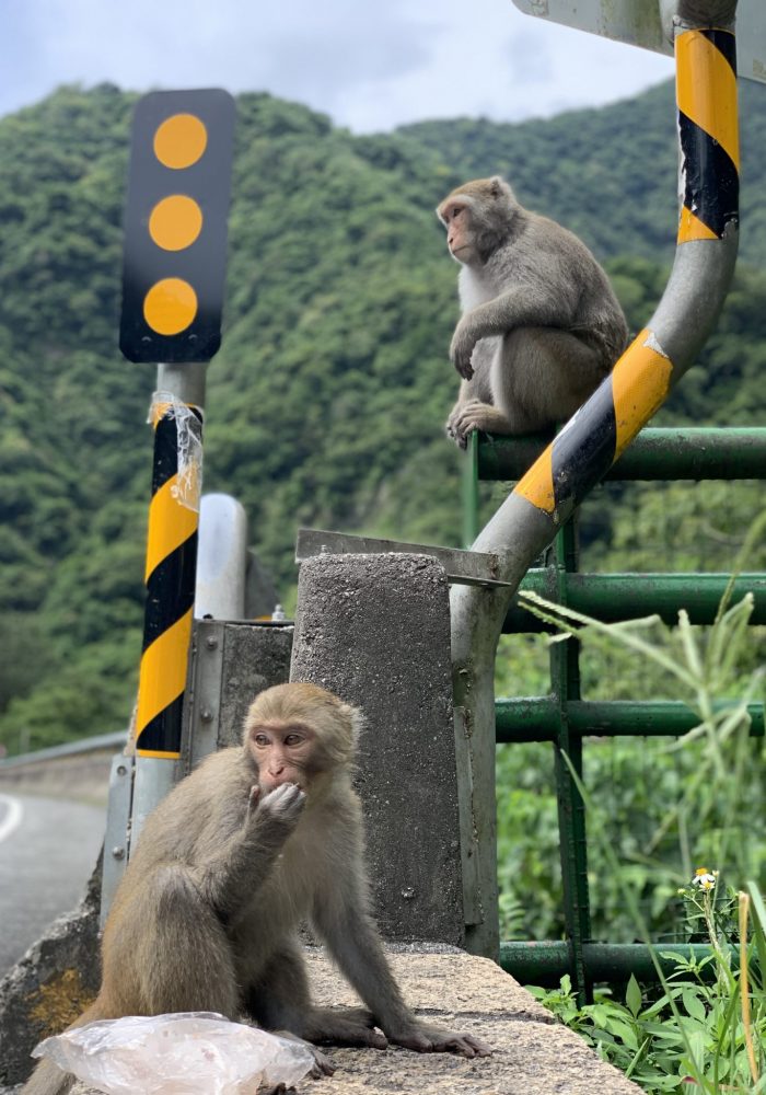 Formosan Macaque Formosan Macaque